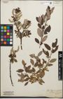 Foto von Salix lapponum L. x Salix phylicifolia L.